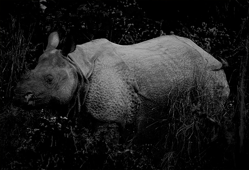 A one horned rhino at Chitwan National Park. - Chitwan, Nepal - Daily Travel Photos