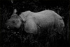 One Horn Photo: At the Chitwan National Park, a wild, one-horned rhinoceros eyes us suspiciously while chewing on an evening snack. 