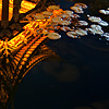 Lily Pads Photo: A small pavilion is reflected in a pool of water in Old Dali.