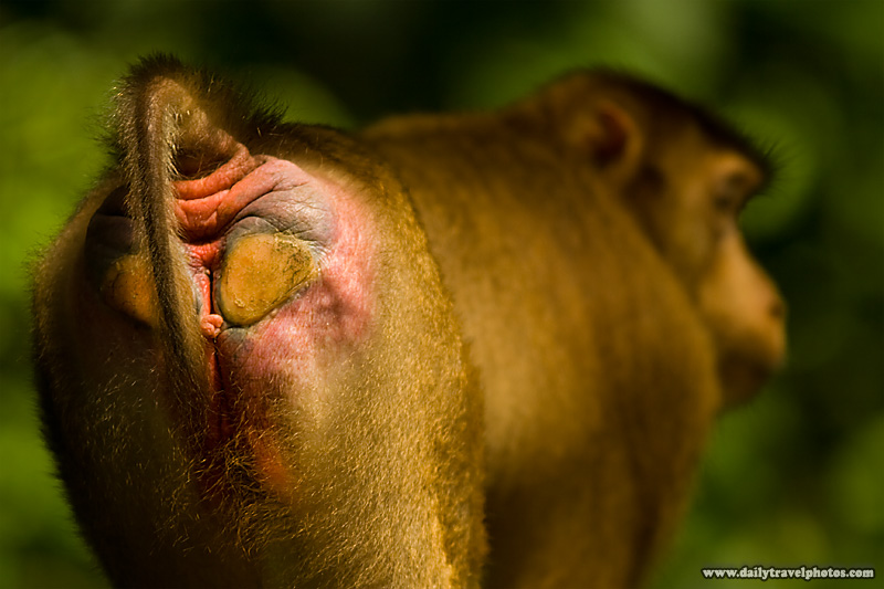 Macaque monkey's red buttocks, ass backwards. - Sepilak, Sabah, Borneo, Malaysia - Daily Travel Photos