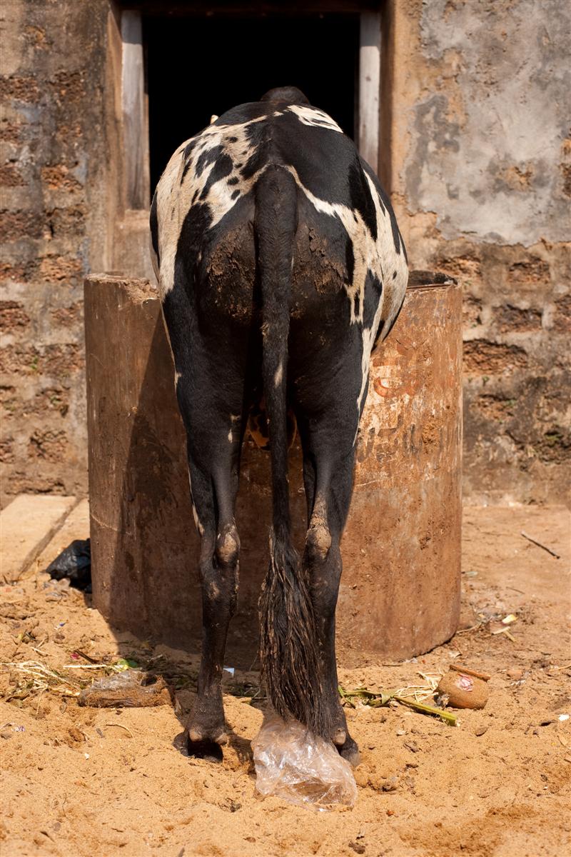 A cow stands on its hind legs in search of food from a dumpster - Gokarna, Karnataka, India - Daily Travel Photos
