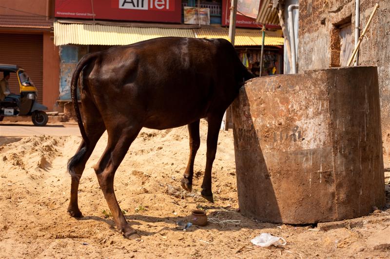 A cow dives head first into a garbage bin in search of food - Gokarna, Karnataka, India - Daily Travel Photos