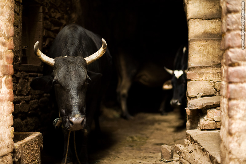 Bulls occupy a stable built into the bottom of a house in old city - Varanasi, Uttar Pradesh, India - Daily Travel Photos