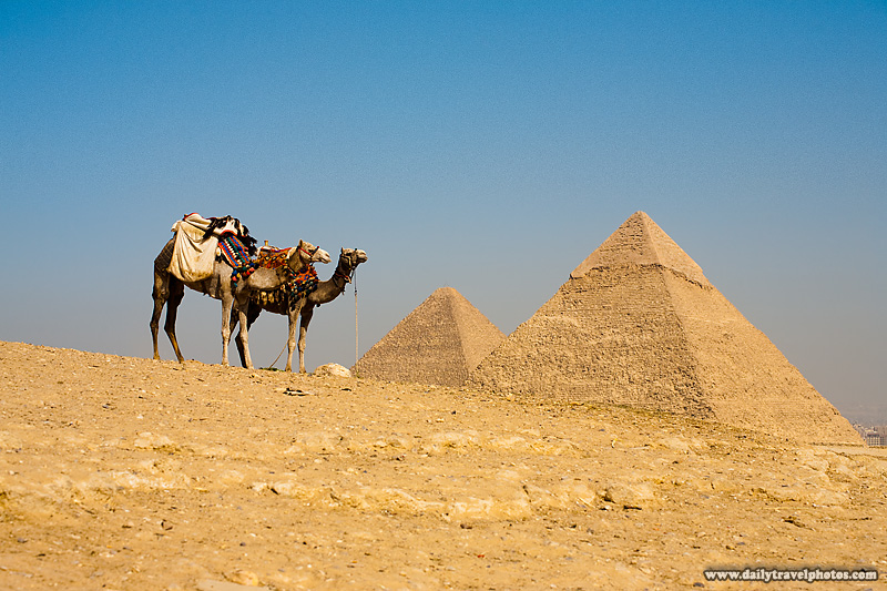Camels Wait Tourists Pyramids - Cairo, Egypt - Daily Travel Photos
