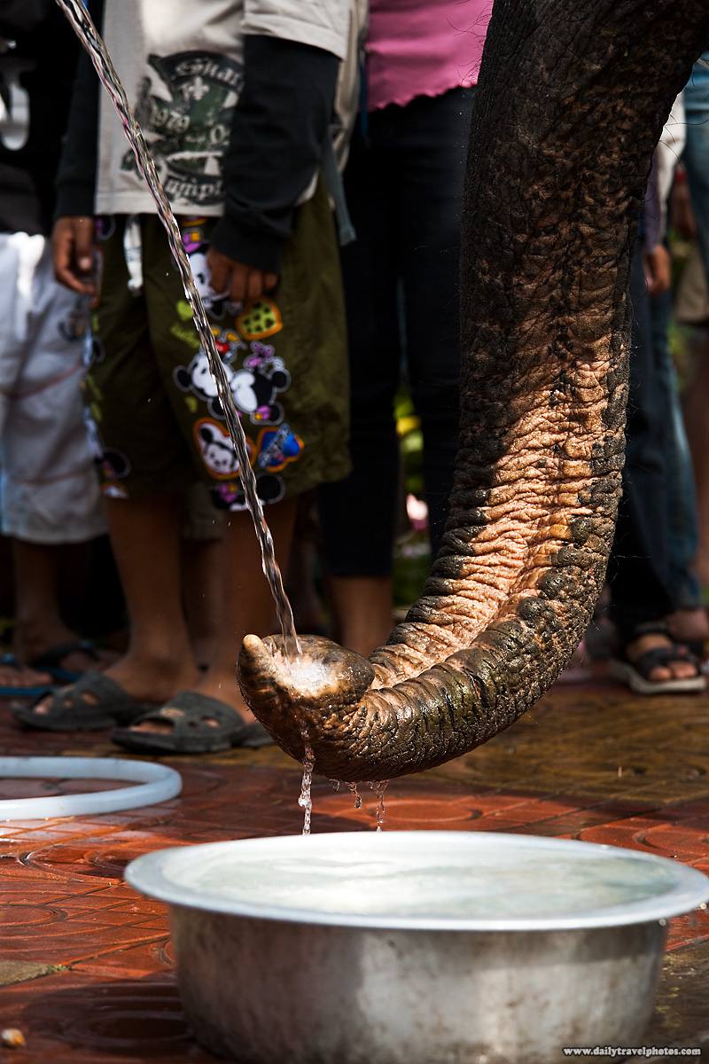 Elephant Nose Trunk Receiving Water Hose - Surin, Isaan, Thailand - Daily Travel Photos