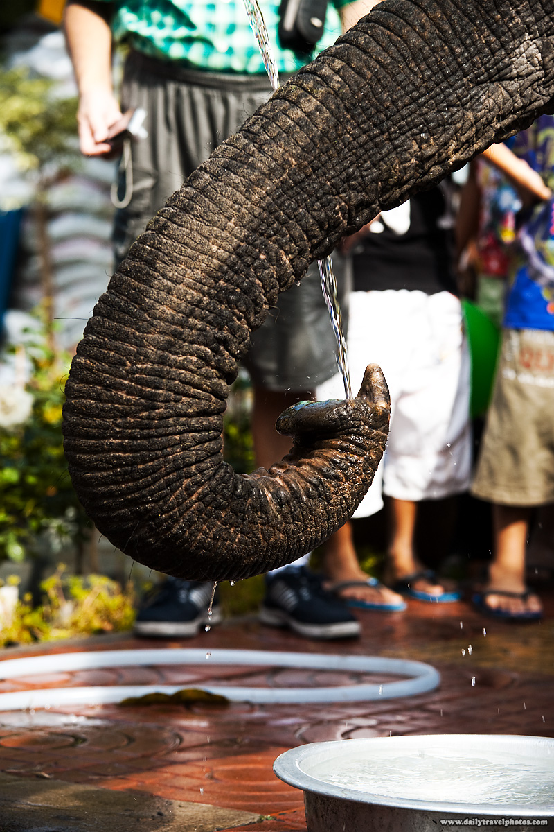 Elephant Trunk Catching Water - Surin, Isaan, Thailand - Daily Travel Photos