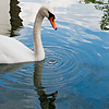 Warring Waterbird Photo: A swan wades around a canal in Annecy's historic city center.