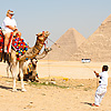 Cairo Curtain Call Photo: An overworked camel goes on strike.