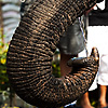 Elephant Water Catch Photo: A bucket of water is ignored as an elephant prefers to drink direct from "the tap."