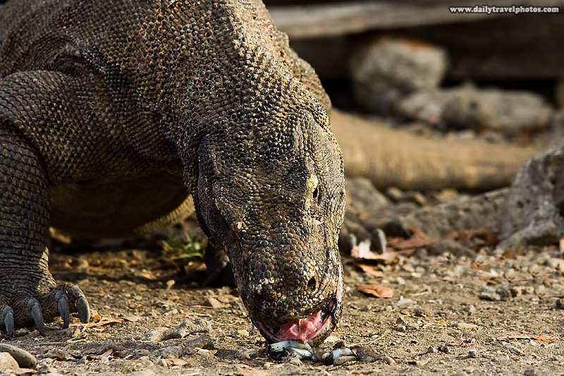 Komodo Dragon Eating Meat - Komodo Island, NTT, Indonesia - Daily Travel Photos