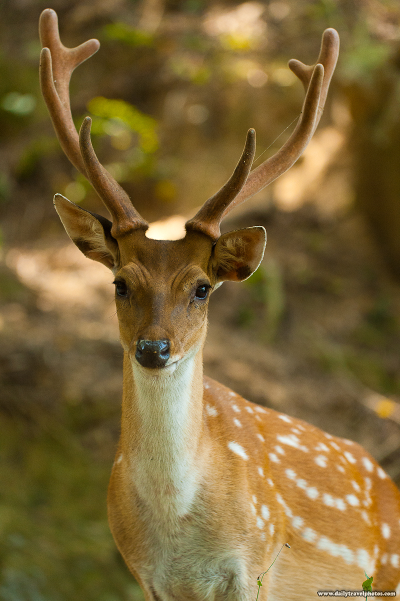 Formosan Sika Spotted Deer Looking At Camera - Daqiu, Matsu Islands, Taiwan - Daily Travel Photos